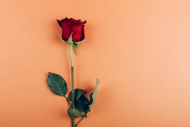 红玫瑰和留言卡。图片下载