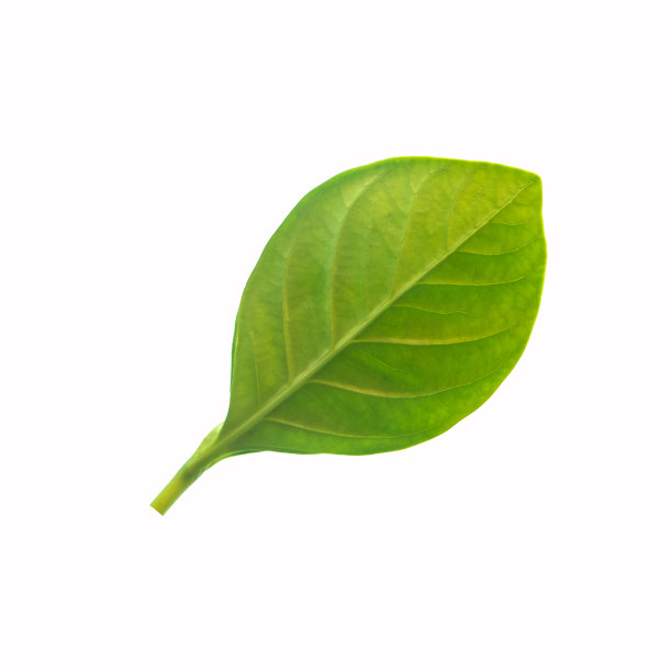绿叶孤立在白色上图片下载