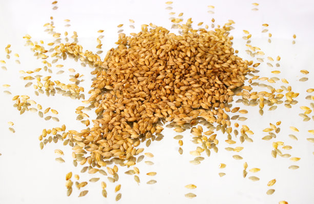 麦芽种子白色特写图片下载