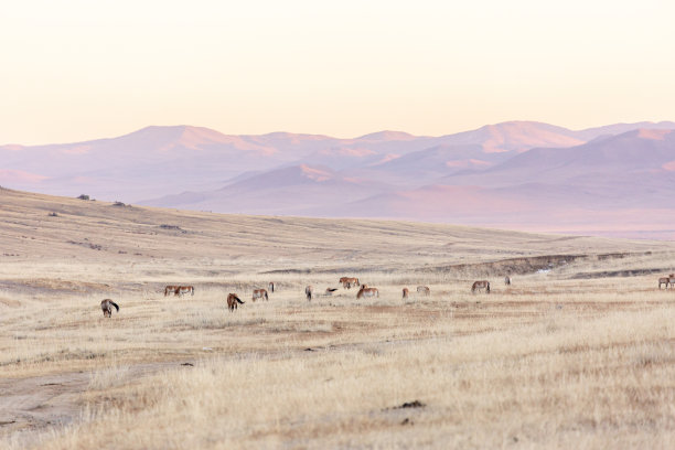 日落时分，蒙古khustinnuruu国家公园，一大群普氏野马图片下载