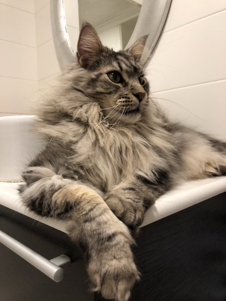 缅因库恩狮子座图片下载