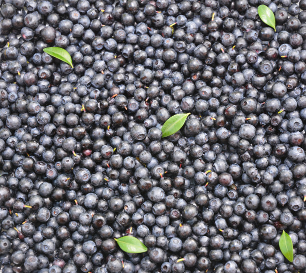 越橘种子背景（有益于眼睛健康）图片下载