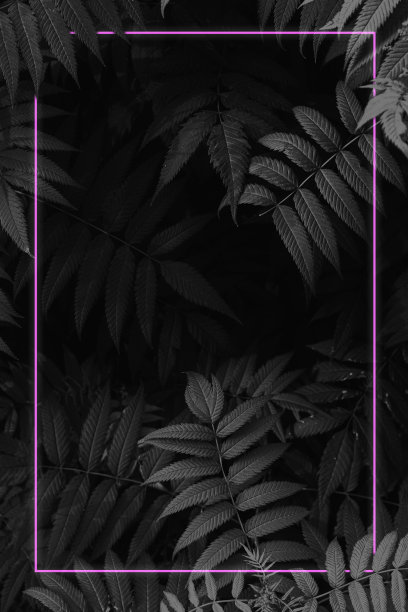 时尚概念的树叶在黑色模式与空间的文本，明信片或海报模板，紫色发光框架图片下载