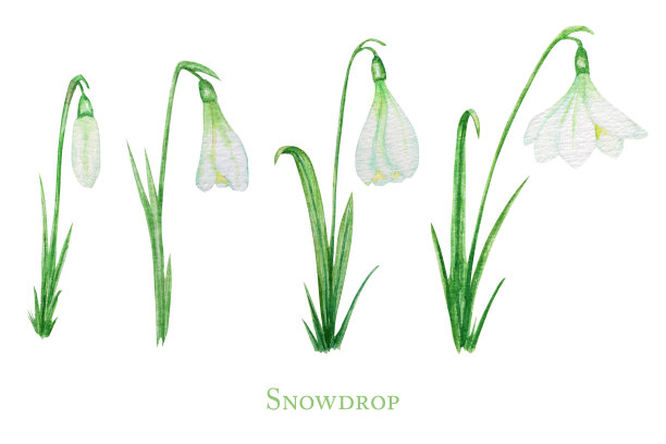 白色的雪花莲，春天的复活节花与新鲜的绿叶集。精致的雪花莲第一朵花象征着春天。手绘水彩插图孤立的白色背景。春天的概念图片下载