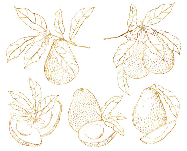 水彩热带集鳄梨，花和叶。手绘的金色线艺术水果孤立在白色的背景。花的设计，印刷，织物或背景优雅的插图。图片下载