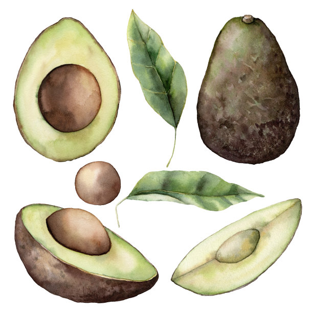 水彩夏季集鳄梨，切片和叶子。手绘热带水果和叶子孤立在白色背景。花的设计，印刷，织物或背景优雅的插图。图片下载