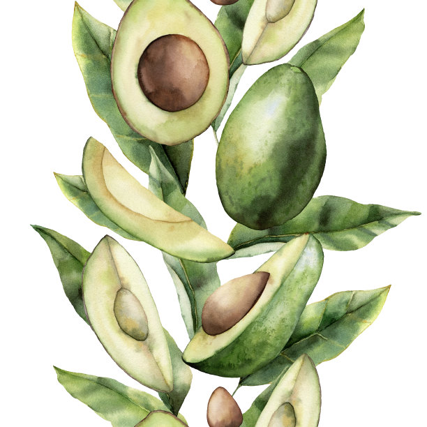 水彩无缝边框与夏季鳄梨，叶和片。手绘热带水果组成孤立的白色背景。花卉插图设计，印刷，织物或背景。图片下载