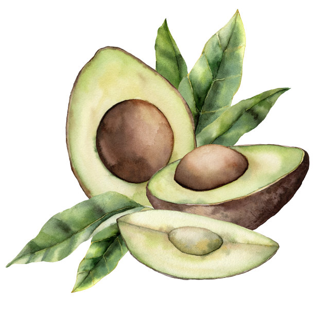 水彩夏日卡与牛油果，切片和树叶。手绘热带水果和叶子孤立在白色背景。花的设计，印刷，织物或背景优雅的插图。图片下载