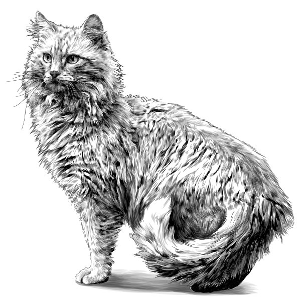 红猫站得高高的，尾巴夹在两腿之间图片下载