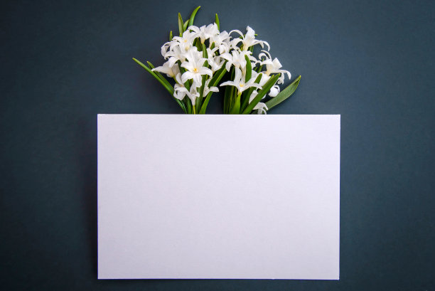 小白雪莲花在深绿色的背景上，复制空间图片下载