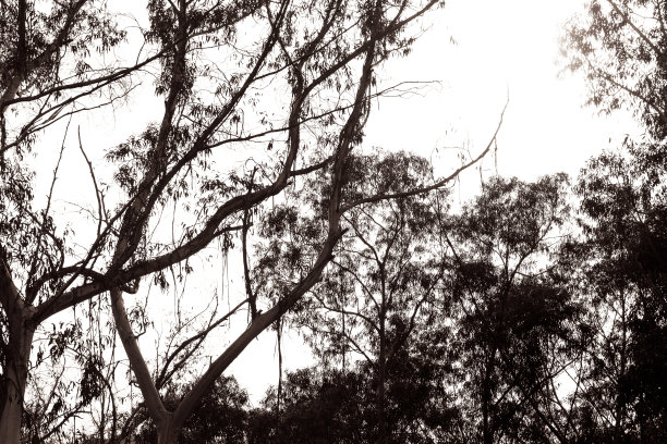 黑白桉树，美丽的自然背景与复制空间图片下载