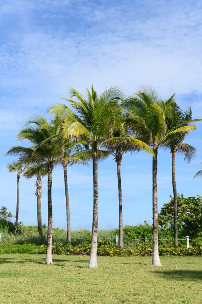 秋季热带迈阿密海滩棕榈树图片下载