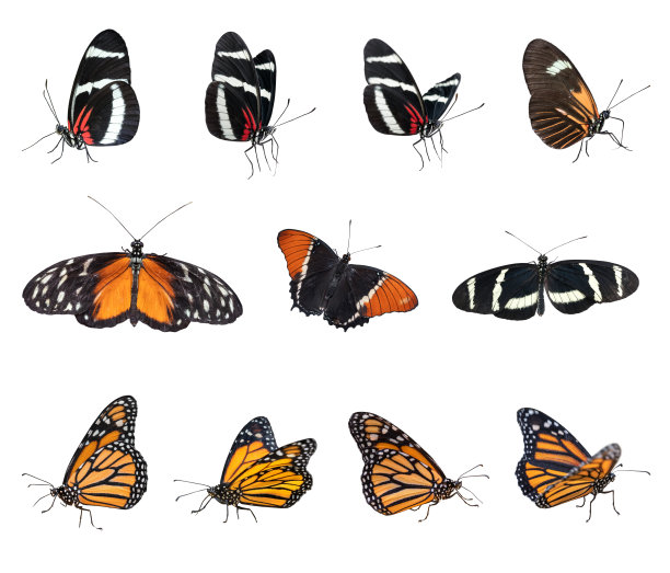 白色背景上的蝴蝶图片下载