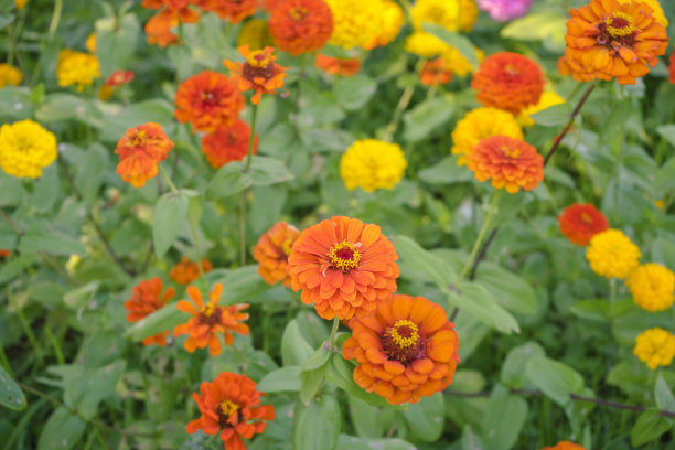 美丽的金盏花在花园里盛开图片下载