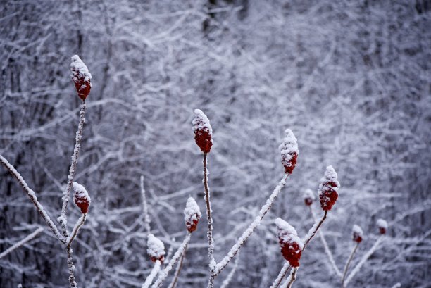 雪红花山水图片下载