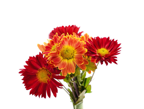 美丽的菊花花束图片下载
