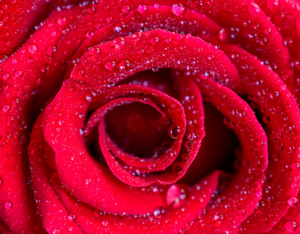 微距露珠和红玫瑰从俯视图。图片下载