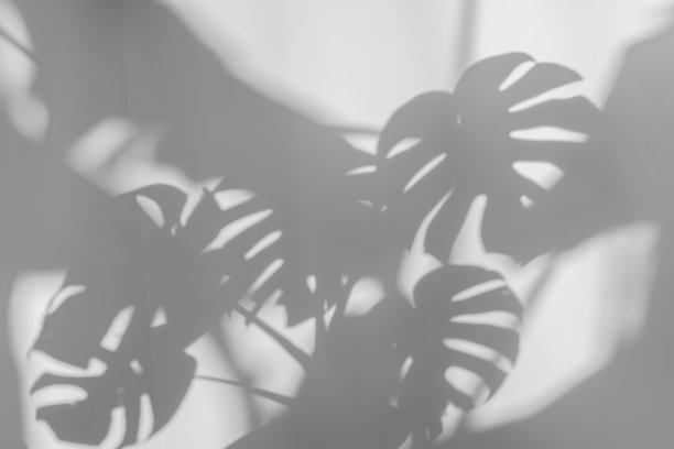 水泥墙上的影子像一片树叶图片下载