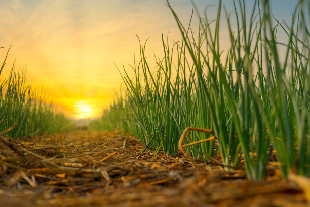 洋葱生长在农业园图片下载