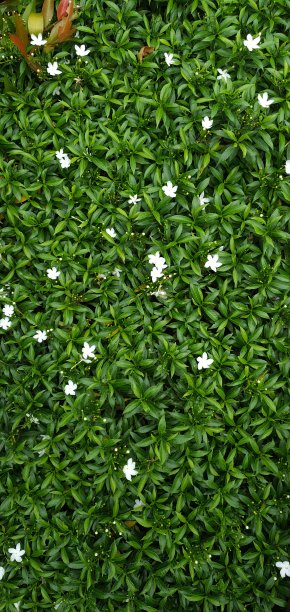 葱郁的绿叶和小小的白花图片下载