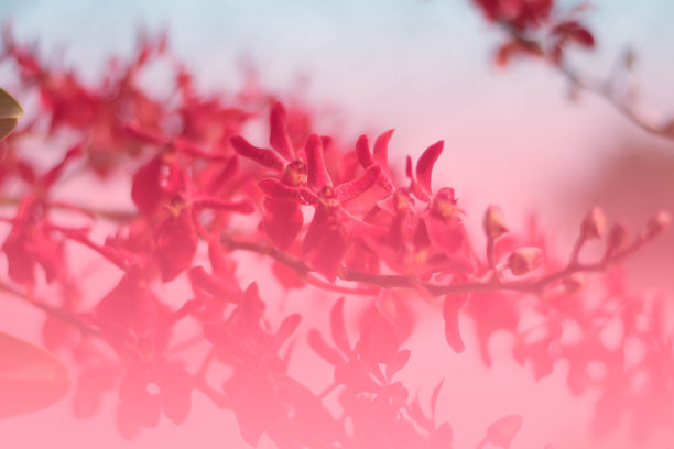 粉红色的兰花盛开的背景图片下载