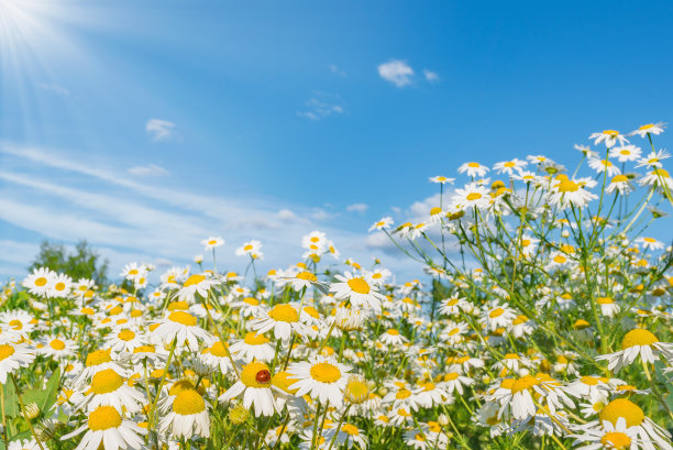 草地上美丽的雏菊花。图片下载