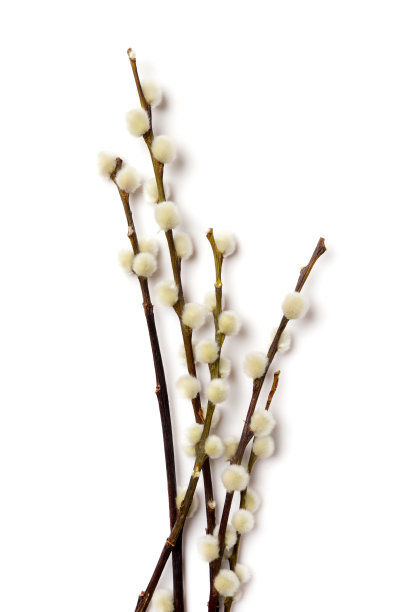 17、复活节柳枝孤上白图片下载