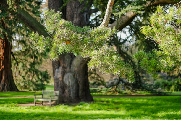 苏格兰松树枝的浅焦点，是一棵非常古老的松树的一部分图片下载