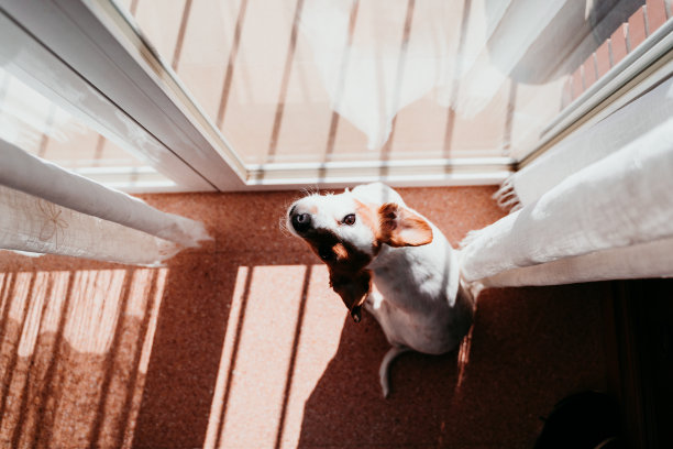 可爱的狗站在一个阳光明媚的日子靠窗图片下载