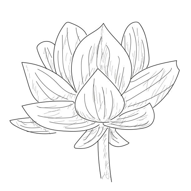 孤立的花素描图片下载