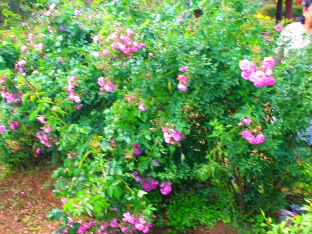 一个绿色的布什图片下载