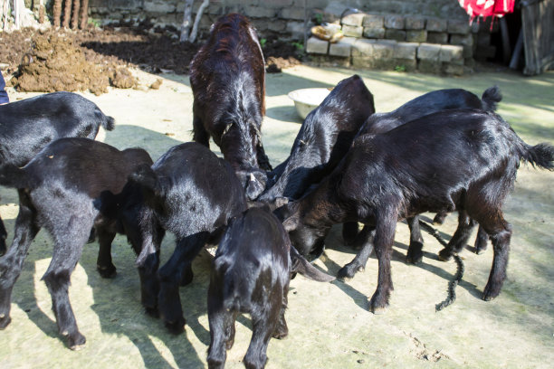 山羊孩子们在一起吃东西，储存照片。图片下载