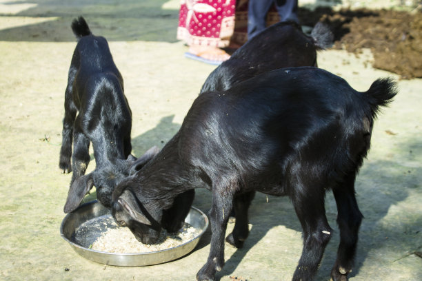 山羊孩子们在一起吃东西，储存照片。图片下载