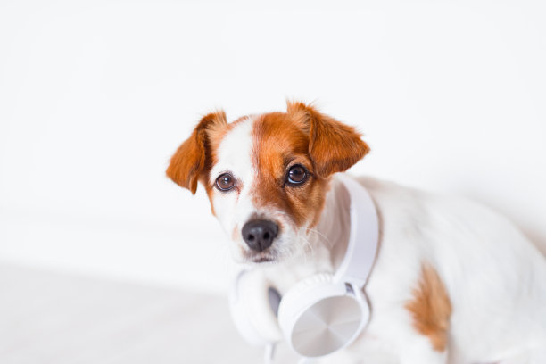 可爱的杰克罗素狗听音乐耳机在家里图片下载