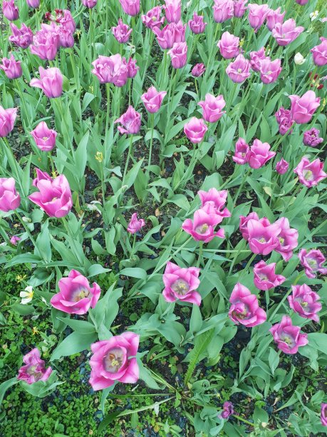 鲜花盛开图片下载