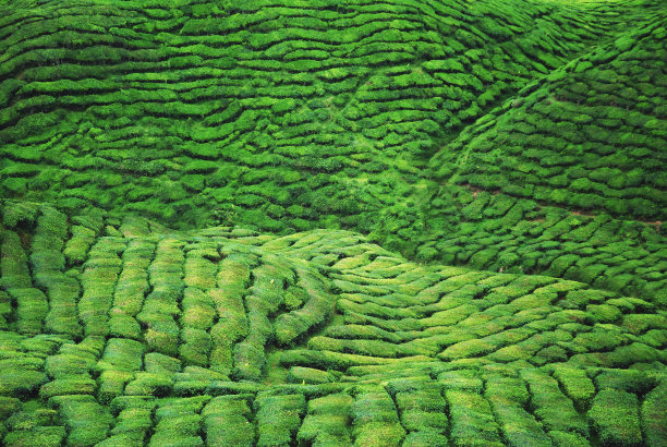 马来西亚卡梅隆高地的茶园图片下载