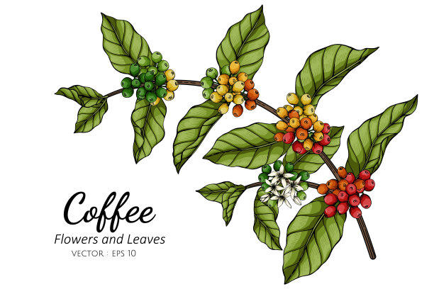 咖啡花和叶子绘图插图与线条艺术在白色的背景。图片下载