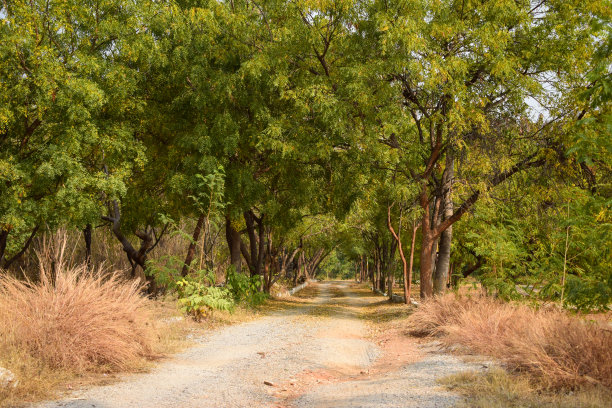 魔法森林路径股票照片图片下载