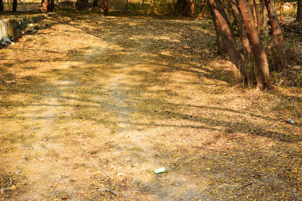 魔法森林路径股票照片图片下载