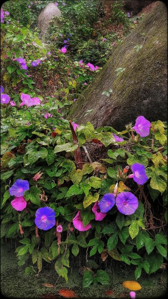 葡萄牙，阿尔加维，下雨天，树下有粉红色和蓝色的灵芝花图片下载