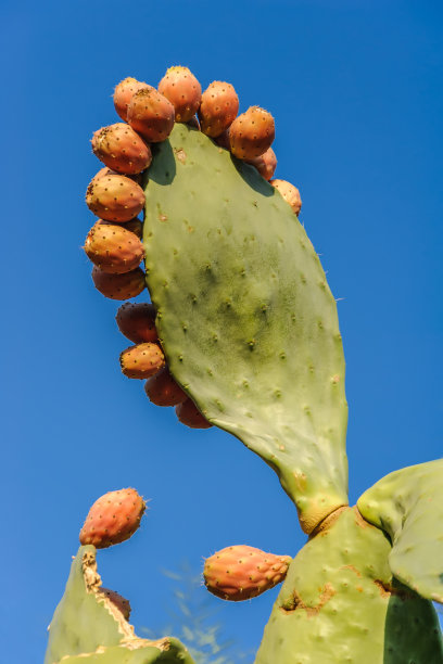 仙人掌的果实和叶子图片下载