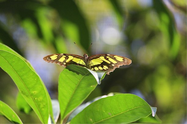 热带绿色图片下载