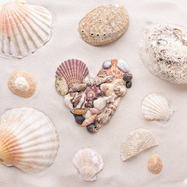 一颗心用贝壳做成的小沙滩上的爱情沙图片下载