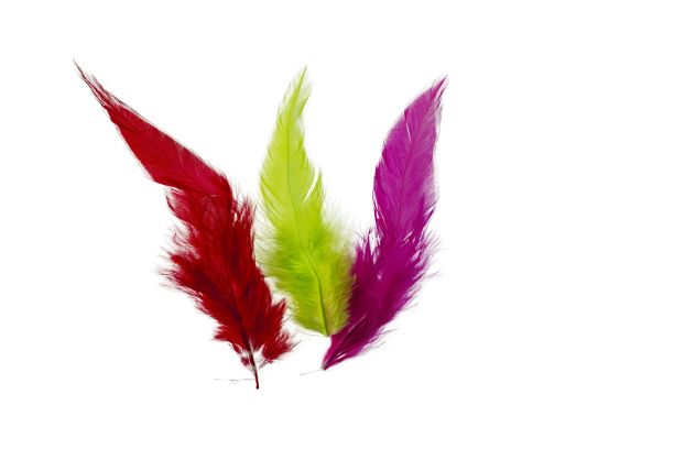 近距离观察不同颜色的羽毛孤立孤立的白色背景。美丽的彩色背景。图片下载