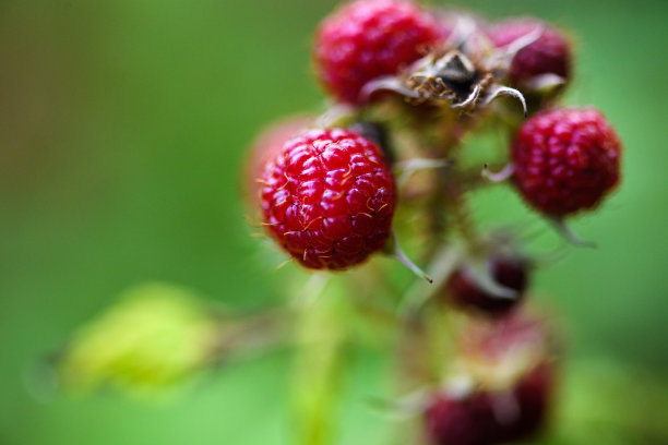 黑莓在花园里的绿色背景，夏天的时候图片下载