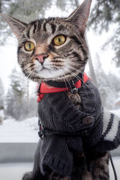 雪山里穿毛衣的猫图片下载
