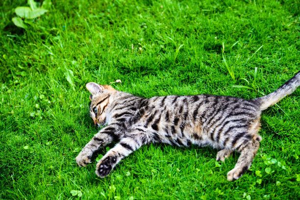 猫在绿色的草地上有着惊人的眼睛图片下载
