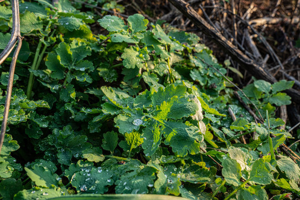 近距离的照片绿色的叶子与水珠图片下载