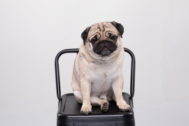 可爱的宠物狗哈巴狗品种微笑与幸福的感觉如此有趣，使严肃的脸坐在椅子上孤立在白色的背景，纯种哈巴狗健康的概念图片下载