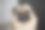 快乐的哈巴狗品种微笑和躺在卧室感觉如此舒适和放松，健康的纯种狗图片下载